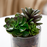 Composition of Succulents in Transparent Vase Small Size
