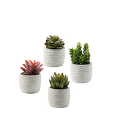 Succulentes en pot