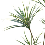 Yucca Tree in Pot 155 cm