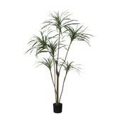 Árbol de Yuca en Maceta 190 cm