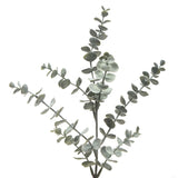 Eucalyptus Foliage
