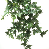 English Ivy Foliage