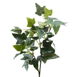 English Ivy Foliage