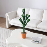 Potted Cactus