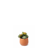Artificial Succulent in Pot