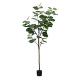 Ficus umbrella tree in pot 210cm