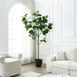 Ficus umbrella tree in pot 210cm