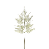 Asparagus Foliage