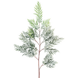 Australian Fern Foliage