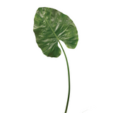 Alocasia Leaf