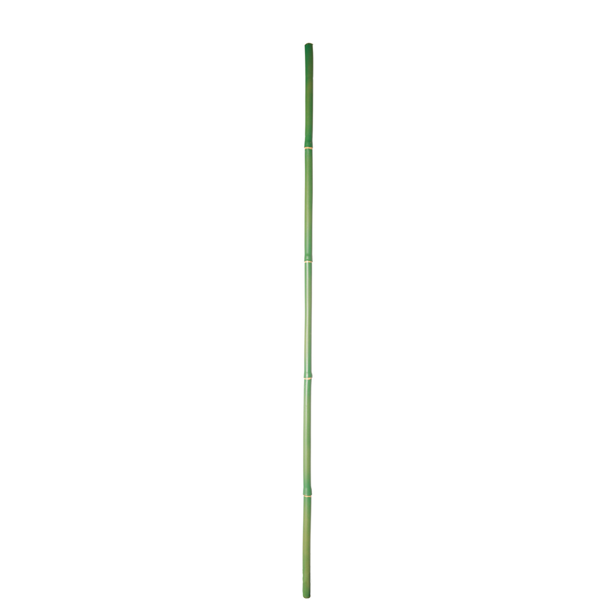 Branche de Bambou