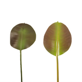 Ficus Leaves