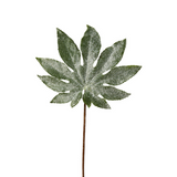 Hoja de aralia brillante