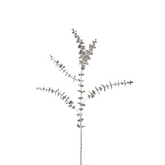 Feuillage Eucalyptus