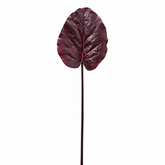 Feuille de Galax