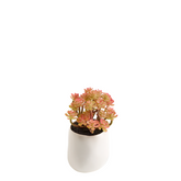 Succulente in vaso