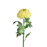 Chrysanthemum Stem