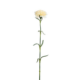 Tallo de clavel