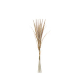 Pampa Bouquet 7 stems 50 cm