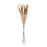 Ramo pampas 12 tallos 80 cm