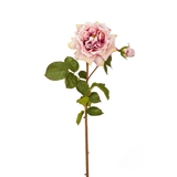 Gambo aperto di Rose David
