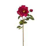 Gambo aperto di Rose David