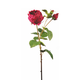 Closed David Rose Stem