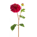 Dahlia Stem with Bud