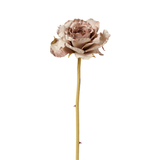 Rose Leslie open stem