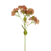 Follaje de sedum