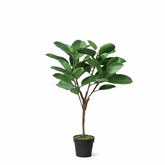 Ficus in vaso 115cm