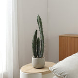 Cactus in a ceramic pot 64cm