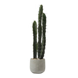 Cactus in a ceramic pot 80cm