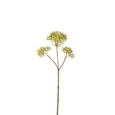 Follaje Skimmia de pequeño formato