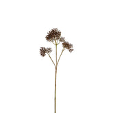 Feuillage de Skimmia