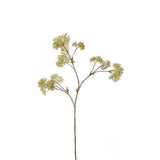 Skimmia Foliage Large Format