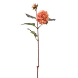 Dahlia Waterlily Stem