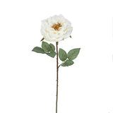 Rosa Sophie tallo abierto