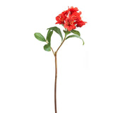 Rhododendron Stem