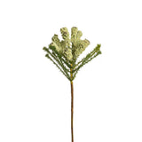 African Pine Foliage