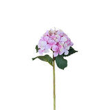 Hydrangea Stem