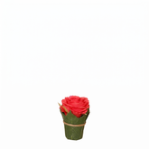 Composition Rose entourée de feuilles