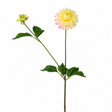 Tige de Dahlia avec bourgeon
