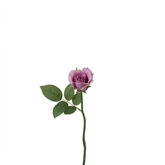 Tallo de rosa impermeable María cerrado