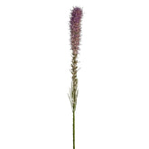Tallo moteado de Liatris