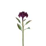Celosia Stem