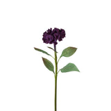 Celosia Stem