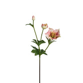 Tallo de Helleborus Niger