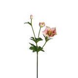 Tallo de Helleborus Niger