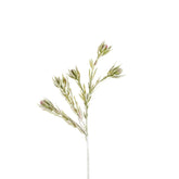 Follaje de protea con frutos.